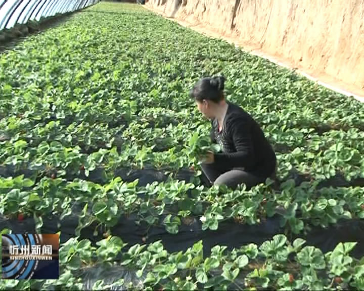 保德：科学种植大棚 促进农民持续稳定增收​