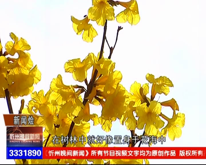 揭阳：黄花风铃木绽放 满园尽带“黄金甲”​