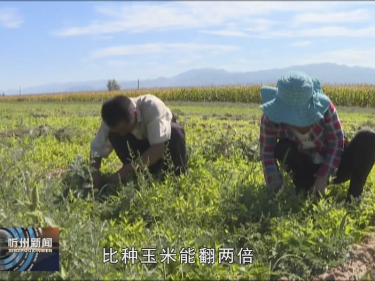 代县：特色种植上规模 优势产业促脱贫​