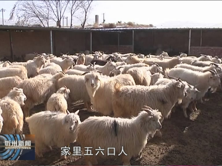 神池：品种改良见证养羊业四十年发展巨变​