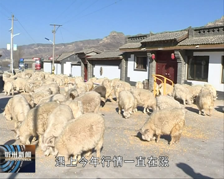 岢岚：延伸羊产业链 实现“发洋财”梦​