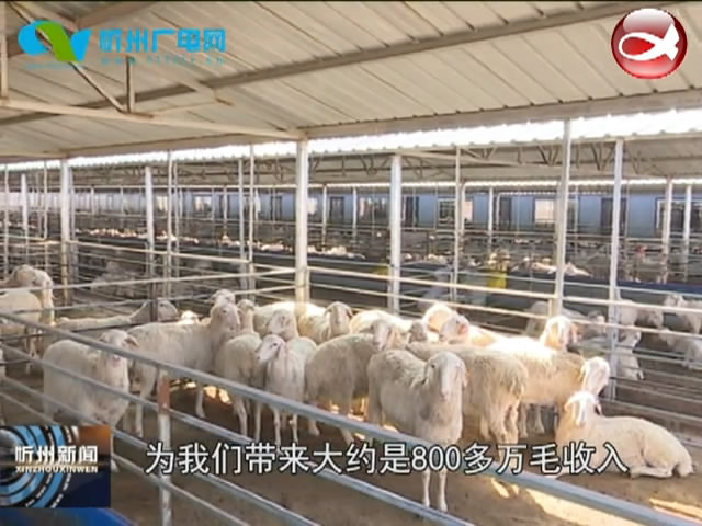 忻府区：引进澳大利亚生物技术 做大做强种羊产业​