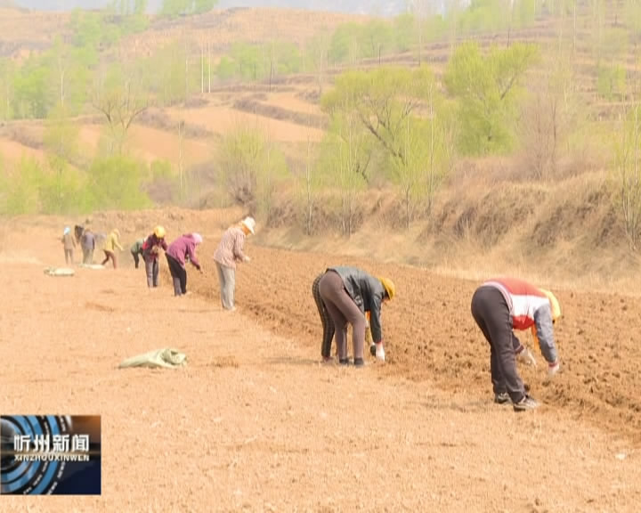 五台南阳村：玉米柴胡套种 活用土地增收​