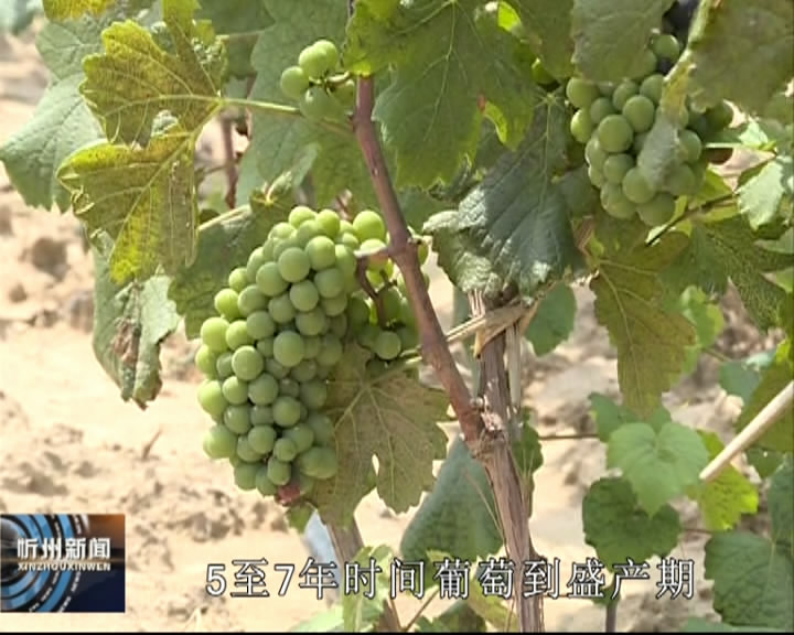 繁峙瓦磁地：种植葡萄酿美酒 壮大集体农增收​
