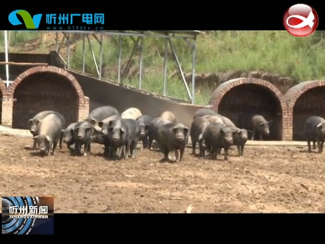 五台县茹村乡：养黑猪 种香葱 做佛蜡 兴产业 开富路 促增收​