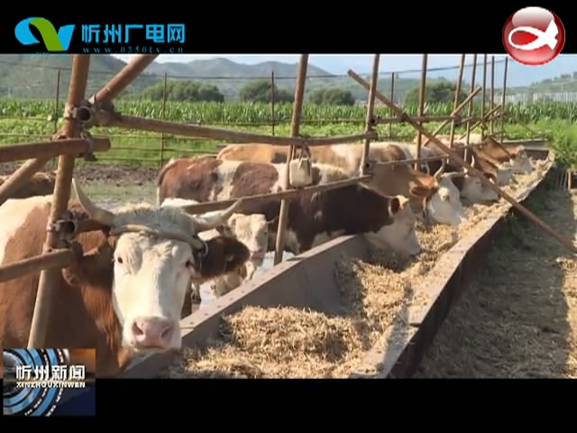 五台沟南乡：养肉牛 种药材 建车间 引资金 上项目 拓富路​
