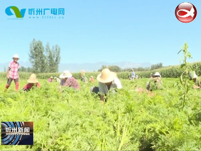 代县：特色种植遍地开花 六万农民增收致富​