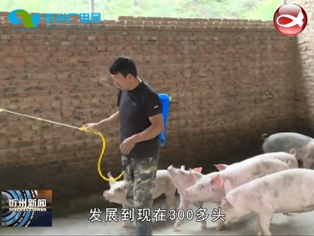 静乐李亚军：自繁自养农牧结合 带领乡亲养猪致富​