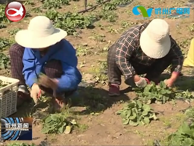 农业农村部专家组在宁武县调研药茶产业发展​
