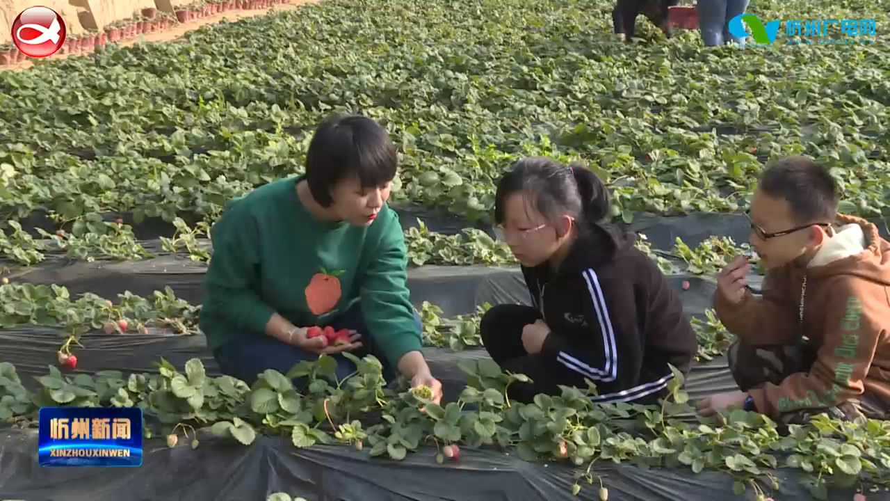 忻府区：“新农人”绘制新年发展新图景​