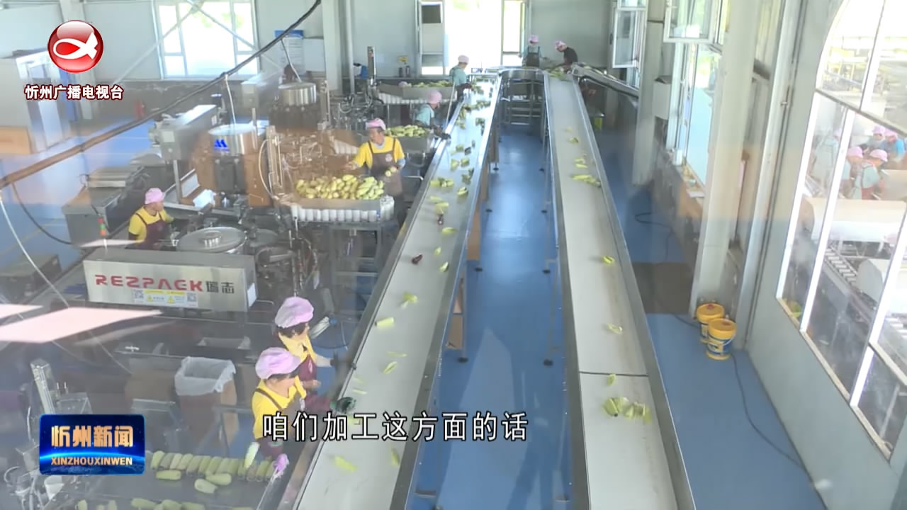 忻州市玉米兄弟食品有限公司：2700余亩有机黑糯玉米喜迎丰收