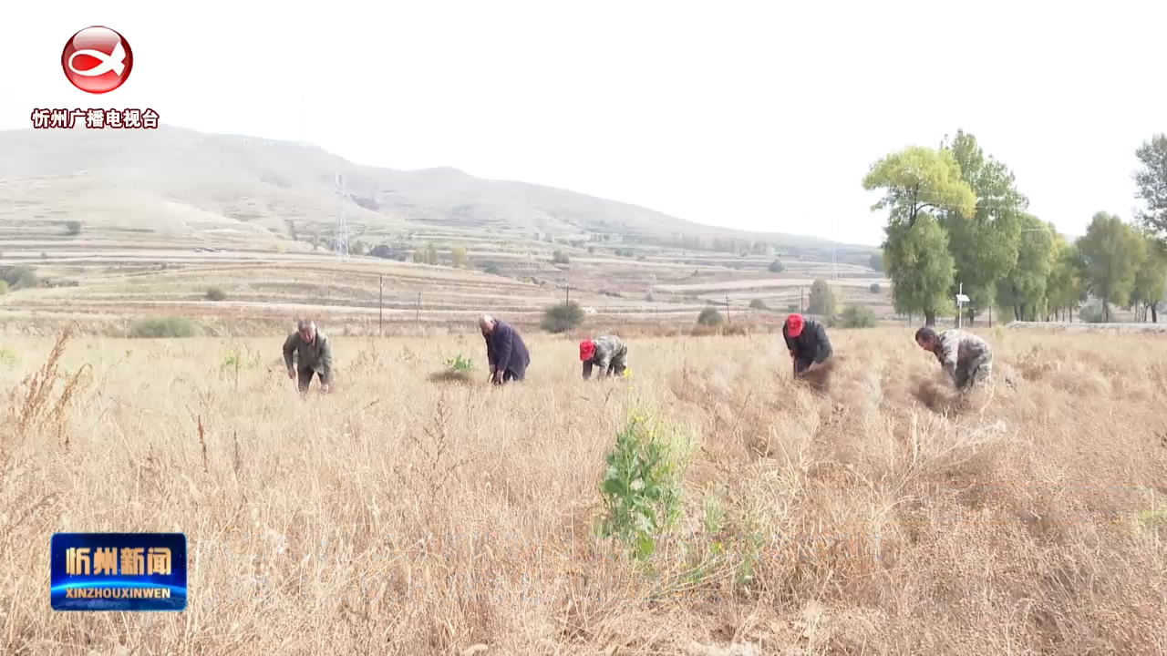 神池：胡麻种植一条龙  村民受益腰包鼓​