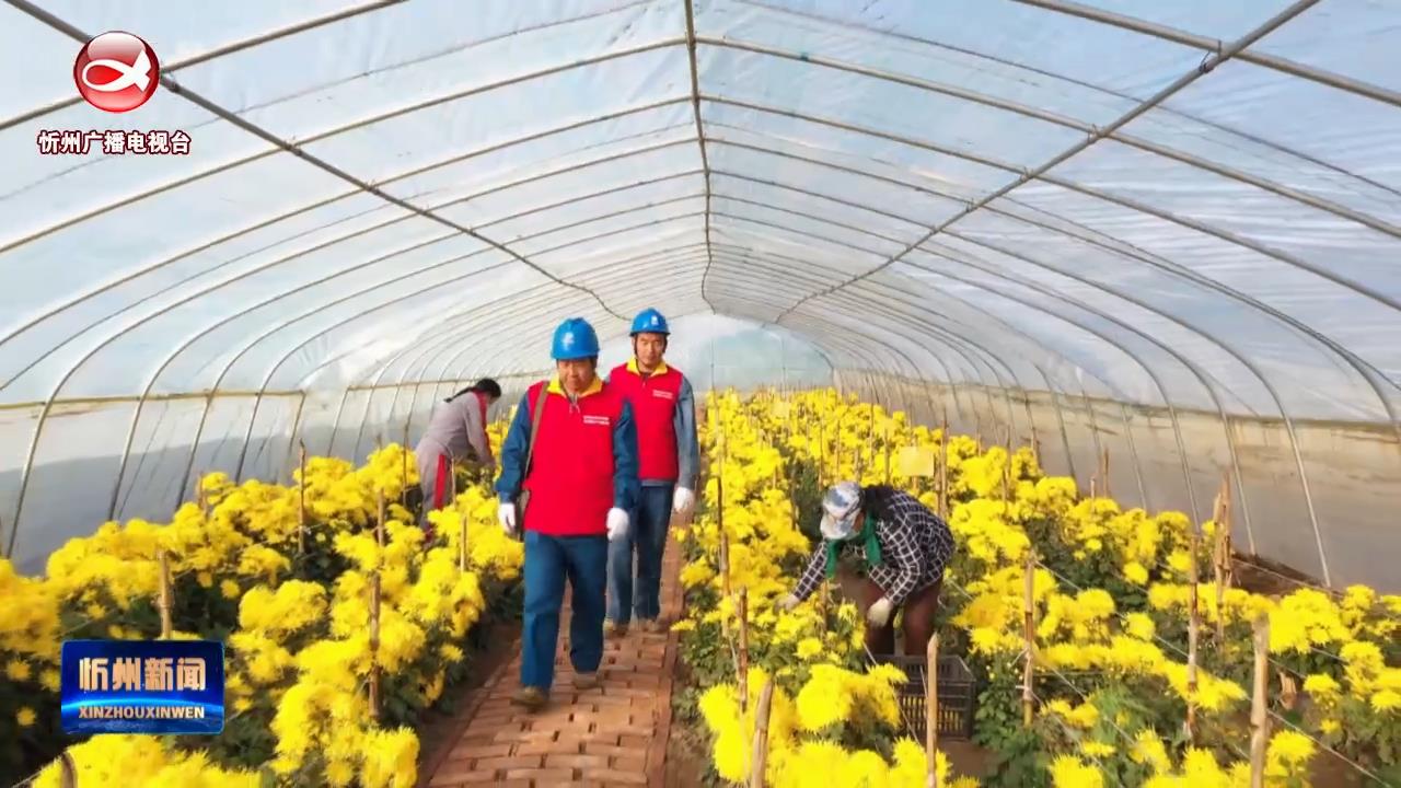 国网忻州供电公司：“电管家”助力乡村皇菊产业发展​