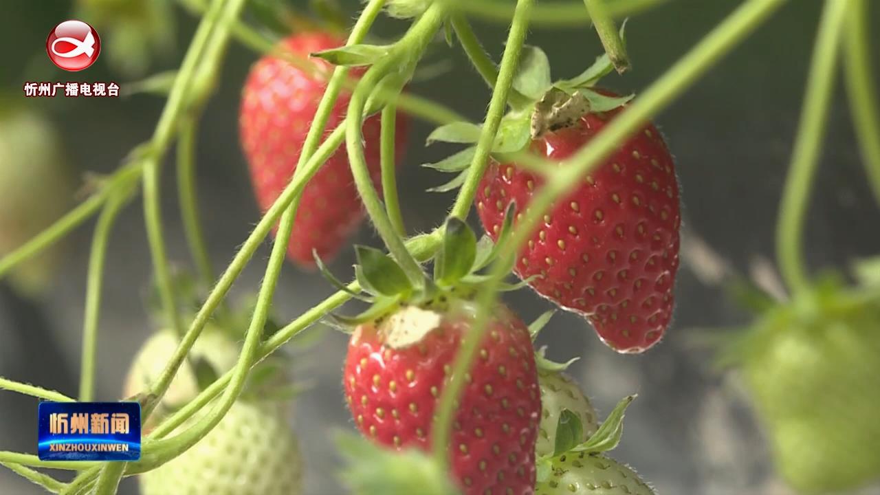 忻府区：大棚草莓上市 尽享“莓”好生活​