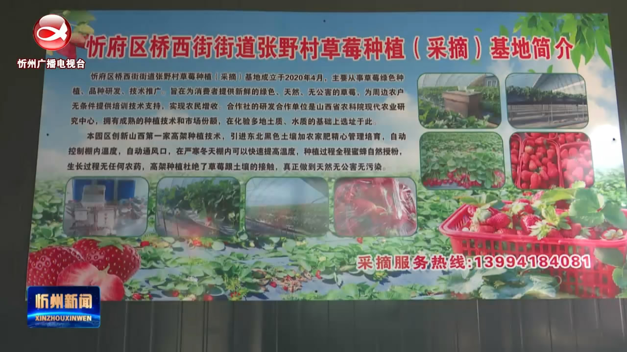 忻府区张野村：农旅融合赋能 草莓产业升级​