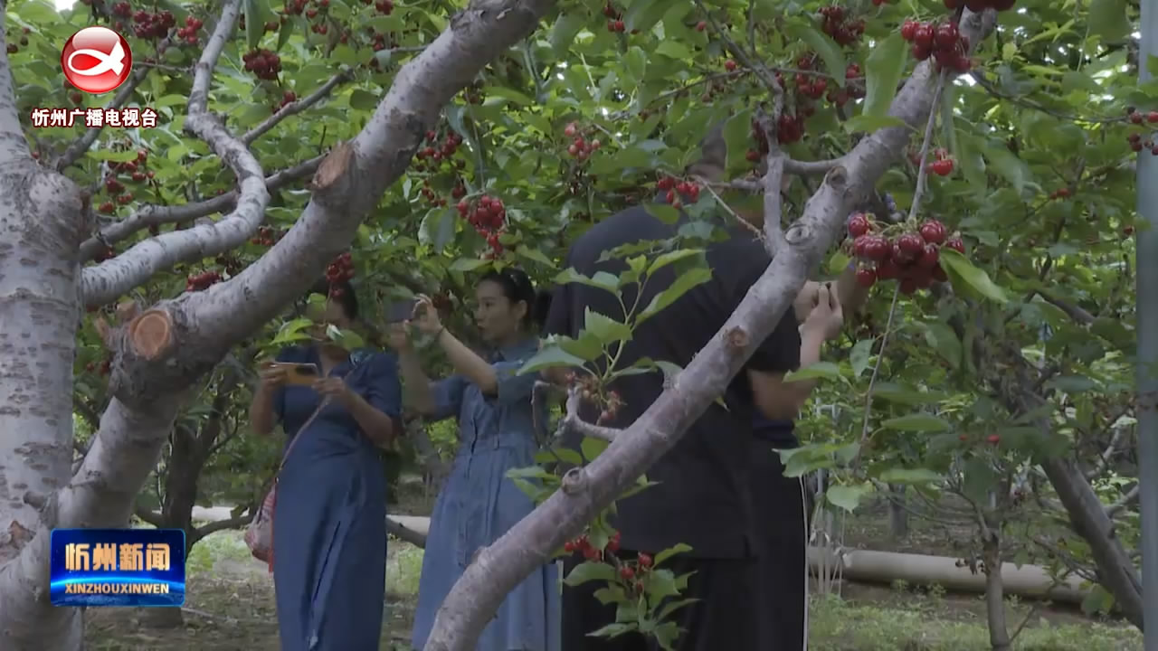 原平：大红樱桃喜获丰收  “甜蜜产业”助农增收​
