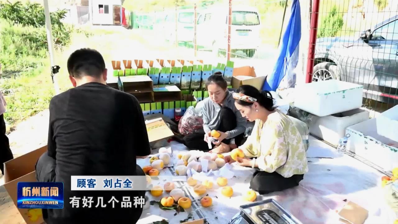 繁峙：种下蟠桃“幸福果” 开出特色“致富花”​