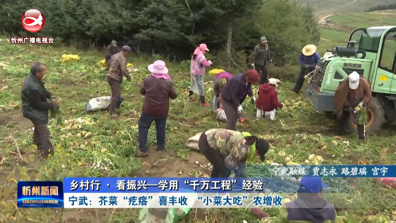 宁武：芥菜“疙瘩”喜丰收  “小菜大吃”农增收​