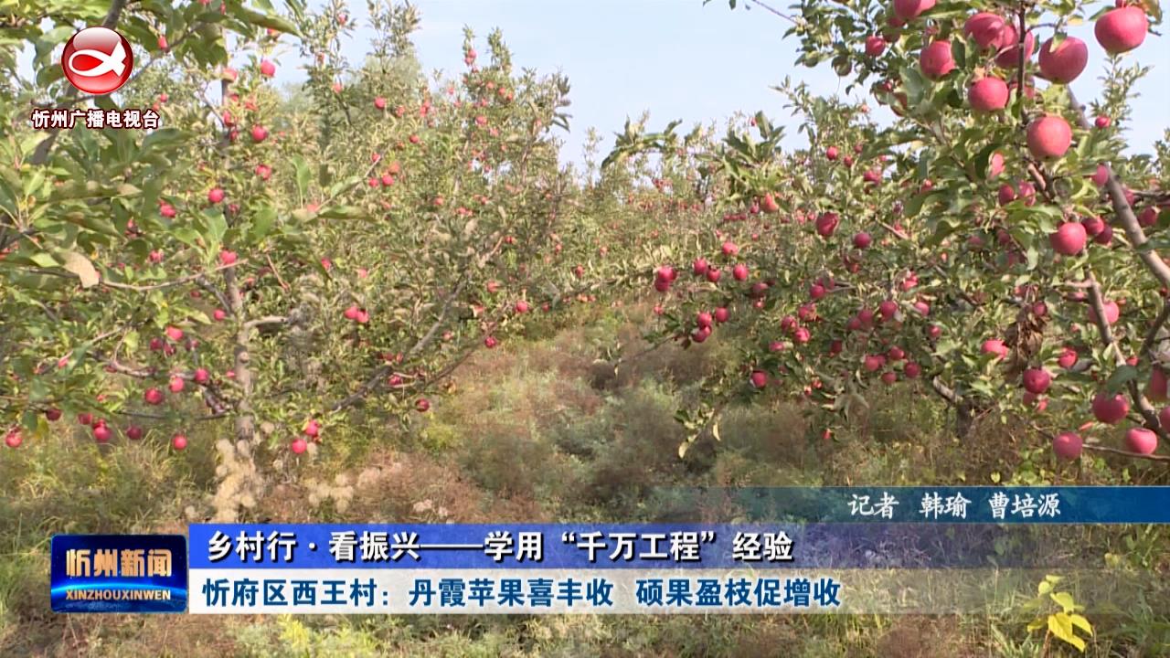 忻府区西王村：丹霞苹果喜丰收 硕果盈枝促增收​