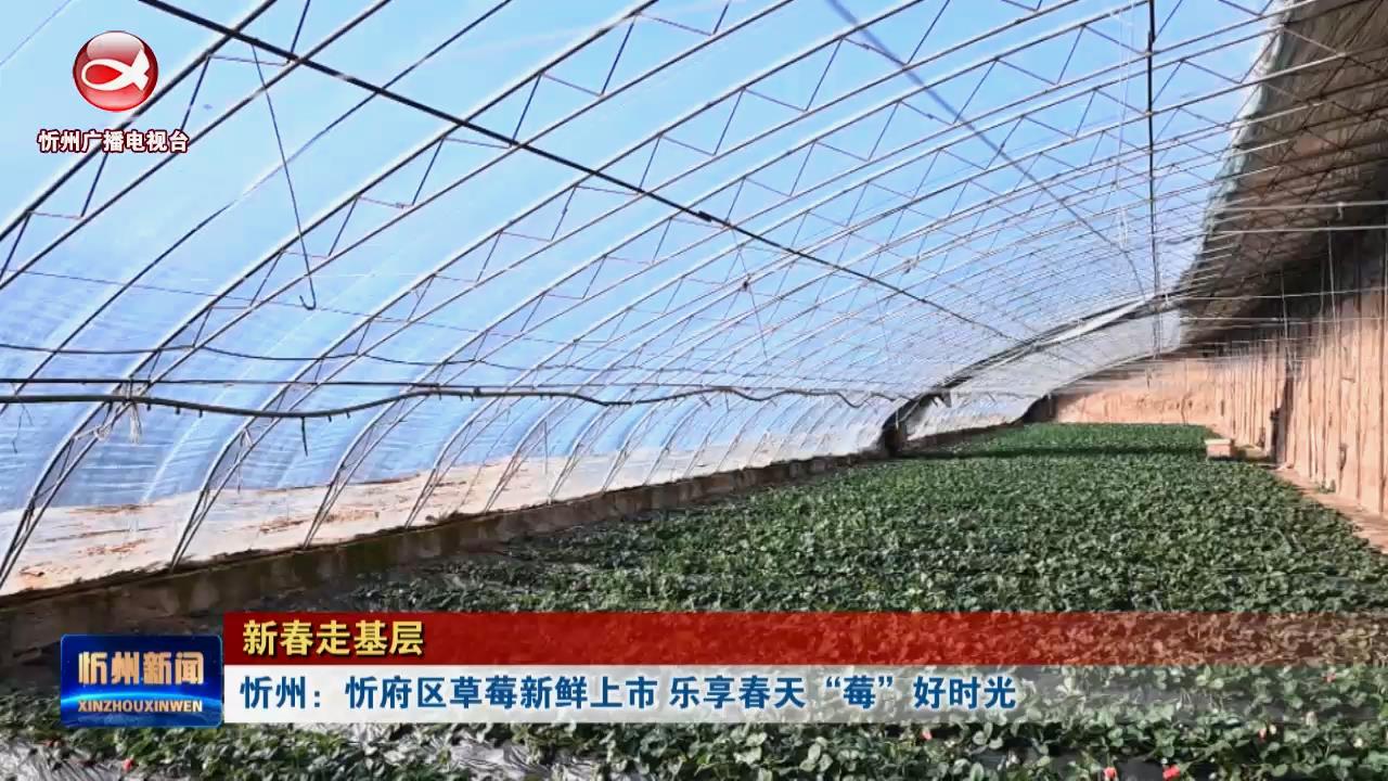 【新春走基层】忻州：忻府区草莓新鲜上市乐享春天“莓”好时光