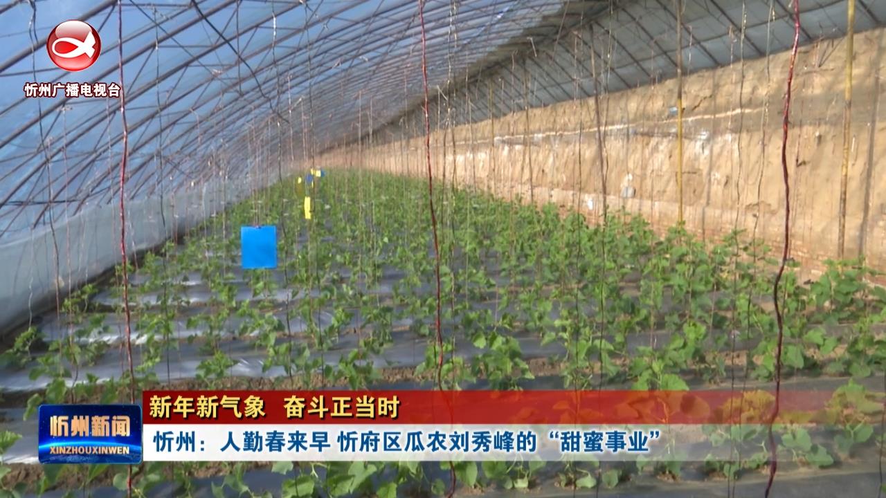 【新年新气象 奋斗正当时】忻州：人勤春来早 忻府区瓜农刘秀峰的“甜蜜事业”​