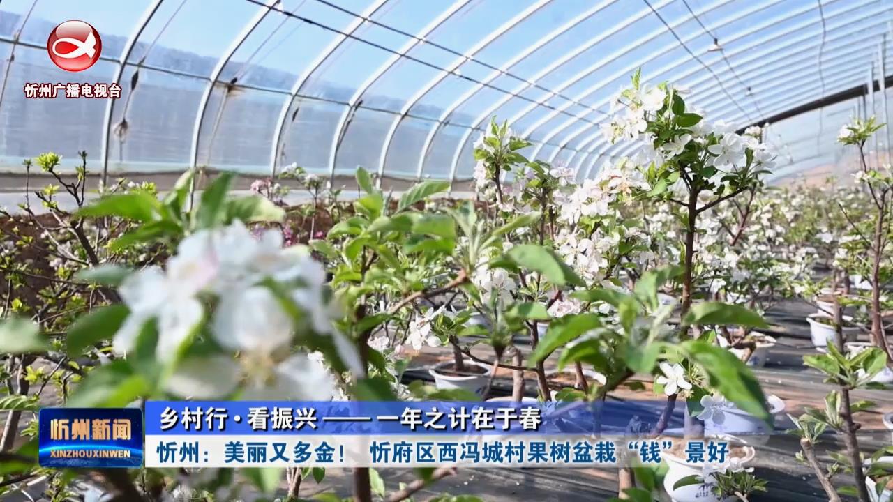 忻州：美丽又多金！忻府区西冯城村果树盆栽“钱”景好​